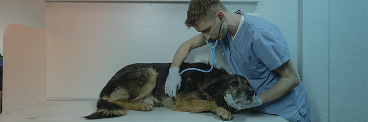 Aprimoramento em Medicina Veterinária