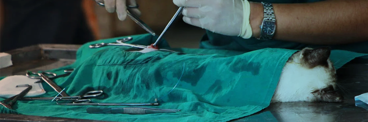 Cirurgia de Pequenos Animais