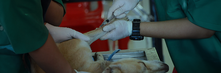 Clínica Cirúrgica de Pequenos Animais