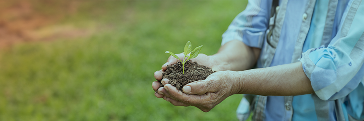 Solos e Nutrição de Plantas