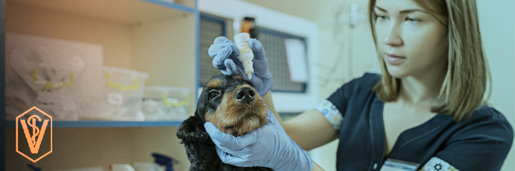 Medicina Veterinária